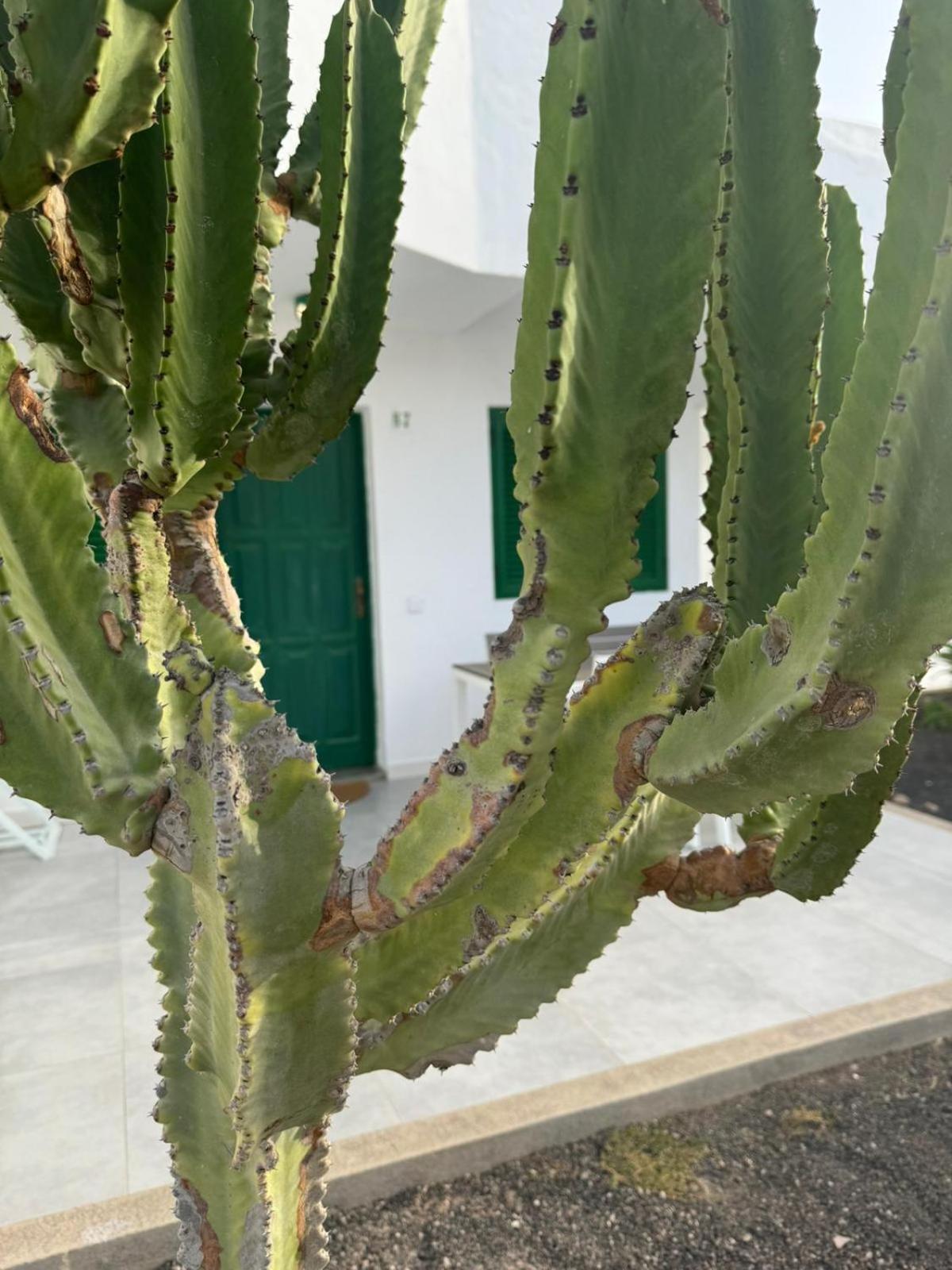 Cotillo Экстерьер фото